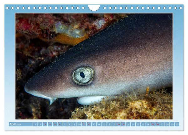 Produktbild: fisch portrait (Wandkalender 2026 DIN A4 quer), CALVENDO Monatskalender