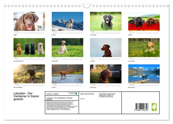 Produktbild: Labrador - Der Vierbeiner in Szene gesetzt. (Wandkalender 2026 DIN A3 quer), CALVENDO Monatskalender