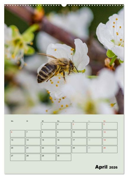 Produktbild: Bienenplaner (Wandkalender 2026 DIN A2 hoch), CALVENDO Monatskalender