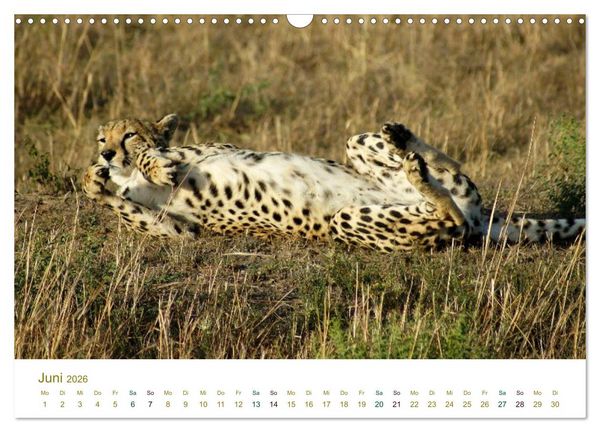 Produktbild: Safari Impressionen / Kenia (Wandkalender 2026 DIN A3 quer), CALVENDO Monatskalender