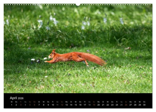 Produktbild: Eichh&ouml;rnchen (hochwertiger Premium Wandkalender 2026 DIN A2 quer), Kunstdruck in Hochglanz