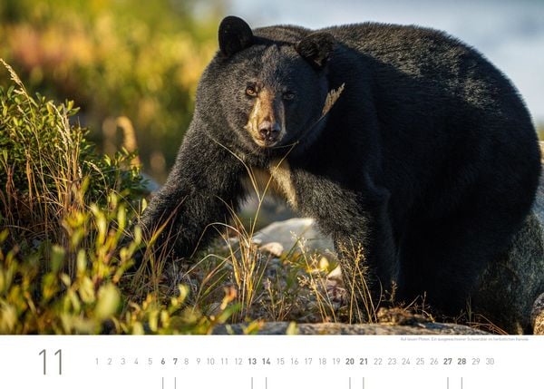 Produktbild: Kanada Exklusivkalender 2027