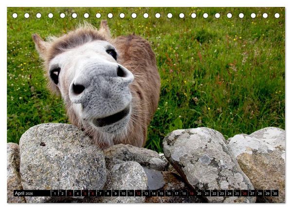 Produktbild: Irland - Gr&uuml;ne Insel mit Seele (Tischkalender 2026 DIN A5 quer), CALVENDO Monatskalender