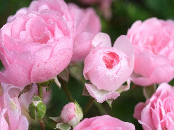 Produktbild: CALVENDO Puzzle Rose 'The Fairy' | 1000 Teile Lege-Gr&ouml;&szlig;e 64x48cm Foto-Puzzle f&uuml;r gl&uuml;ckliche Stunden