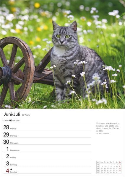 Produktbild: Katzen Wochenplaner 2027 - 53 faszinierende Fotografien