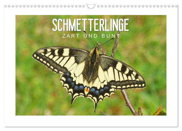Produktbild: Schmetterlinge: zart und bunt (Wandkalender 2026 DIN A3 quer), CALVENDO Monatskalender