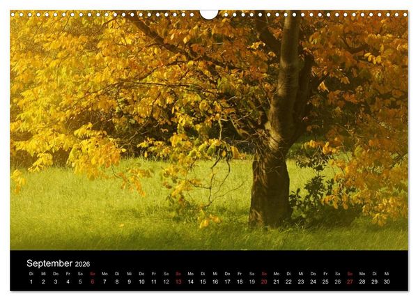 Produktbild: Baumportr&auml;ts 2026 (Wandkalender 2026 DIN A3 quer), CALVENDO Monatskalender