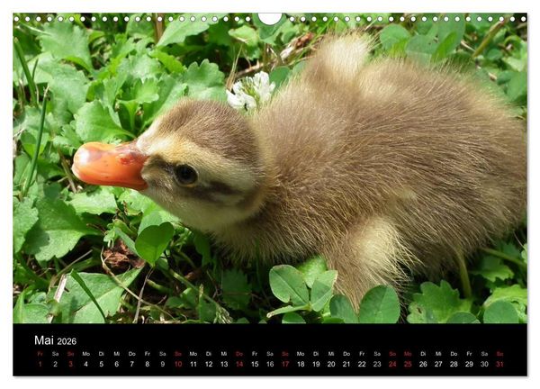Produktbild: Laufentenk&uuml;ken - Sunny (Wandkalender 2026 DIN A3 quer), CALVENDO Monatskalender