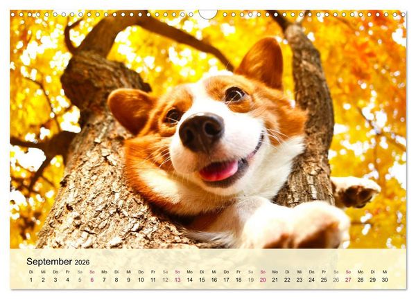 Produktbild: Welsh Corgi. Zauberhafter Dickkopf auf kurzen Beinen (Wandkalender 2026 DIN A3 quer), CALVENDO Monatskalender