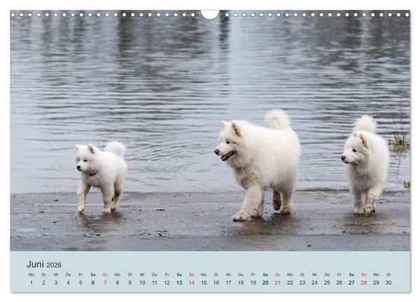 Produktbild: Samojeden - Liebenswerte Fellkugeln (Wandkalender 2026 DIN A3 quer), CALVENDO Monatskalender