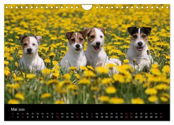 Produktbild: The Bravehearts und Freunde - Parson Russells (Wandkalender 2026 DIN A4 quer), CALVENDO Monatskalender
