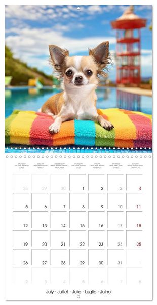Produktbild: Chilling Chihuahuas (Wall Calendar 2027 12 &times; 12 Inch) CALVENDO 12 Month Wall Calendar