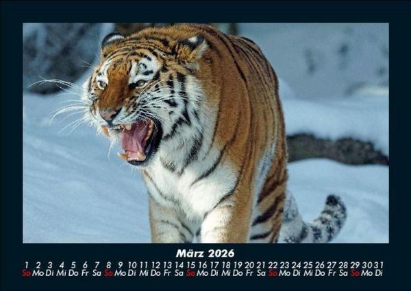 Produktbild: Tiger 2026 Fotokalender DIN A5