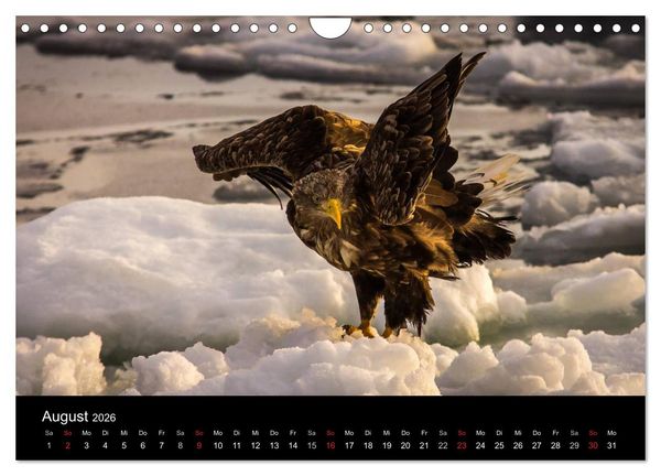 Produktbild: Seeadler - K&ouml;nige der L&uuml;fte (Wandkalender 2026 DIN A4 quer), CALVENDO Monatskalender