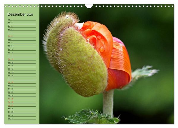 Produktbild: Mohnblumen Tr&auml;ume (Wandkalender 2026 DIN A3 quer), CALVENDO Monatskalender