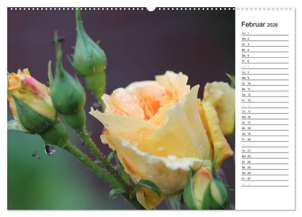 Produktbild: Zauberhafte Rosen (Wandkalender 2026 DIN A2 quer), CALVENDO Monatskalender