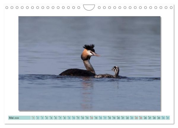 Produktbild: Augenblicke im M&uuml;ritz Nationalpark (Wandkalender 2026 DIN A4 quer), CALVENDO Monatskalender
