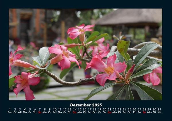 Produktbild: Blumen & Pflanzen 2025 Fotokalender DIN A4