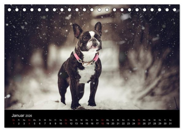 Produktbild: French Bulldog aktiv, verspielt, sportlich (Tischkalender 2026 DIN A5 quer), CALVENDO Monatskalender