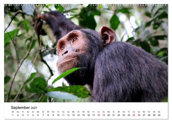 Produktbild: UGANDA - Berggorillas & Chimps (hochwertiger Premium Wandkalender 2027 DIN A2 quer), Kunstdruck in Hochglanz