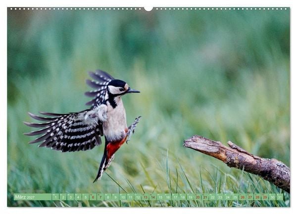Produktbild: Buntspechte im Flug (hochwertiger Premium Wandkalender 2027 DIN A2 quer), Kunstdruck in Hochglanz