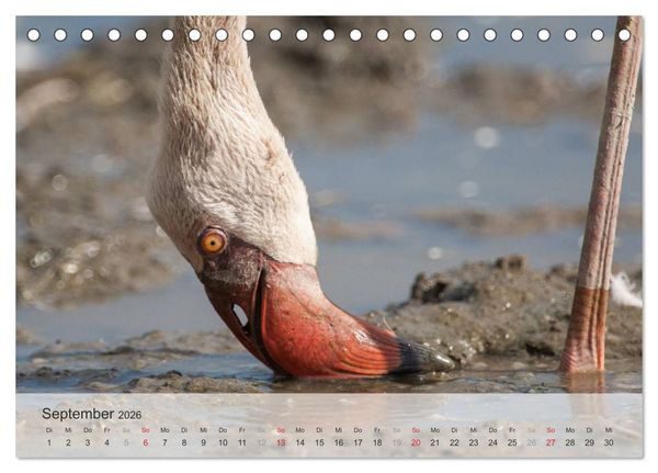 Produktbild: Flamingo Impressionen 2026 (Tischkalender 2026 DIN A5 quer), CALVENDO Monatskalender
