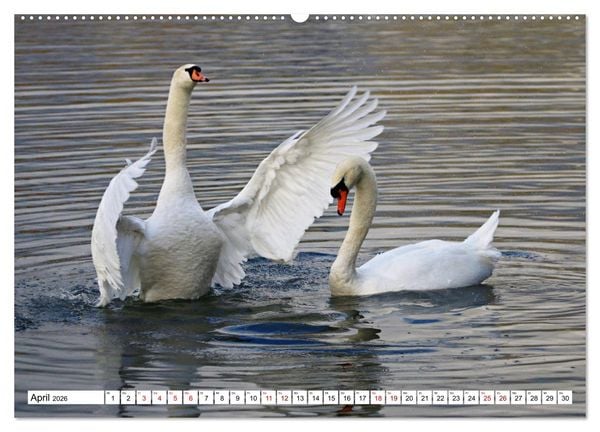 Produktbild: Schw&auml;ne - imposant und faszinierend (hochwertiger Premium Wandkalender 2026 DIN A2 quer), Kunstdruck in Hochglanz