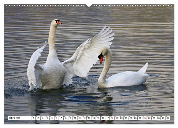 Produktbild: Schw&auml;ne - imposant und faszinierend (Wandkalender 2026 DIN A2 quer), CALVENDO Monatskalender
