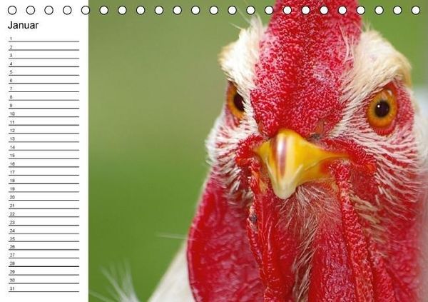 Produktbild: H&uuml;hner / Geburtstagskalender (Tischkalender immerw&auml;hrend DIN A5 quer)