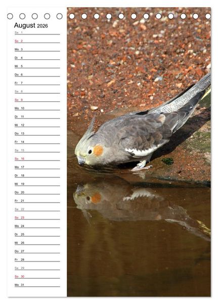 Produktbild: Der Nymphensittich-Terminplaner (Tischkalender 2026 DIN A5 hoch), CALVENDO Monatskalender