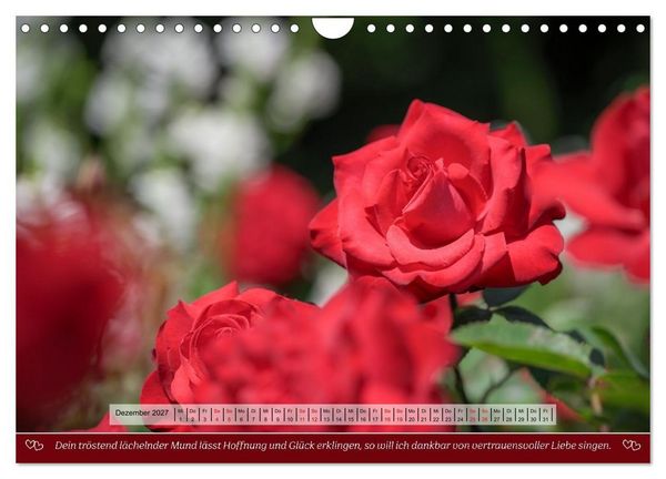 Produktbild: Rosen, Liebe ist (Wandkalender 2027 DIN A4 quer), CALVENDO Monatskalender