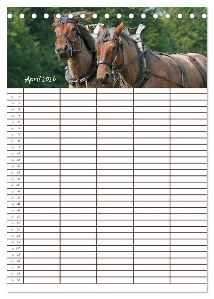 Produktbild: Der Kaltblut-Familienplaner (Tischkalender 2026 DIN A5 hoch), CALVENDO Monatskalender
