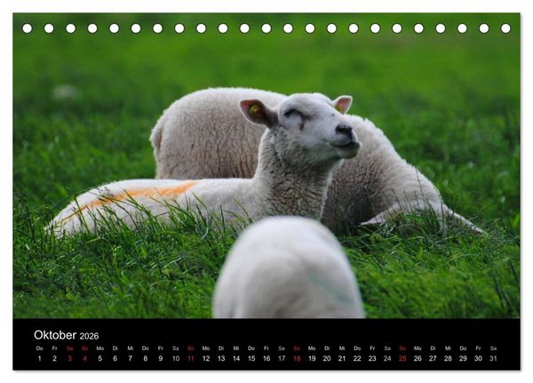 Produktbild: Schafe in Dithmarschen (Tischkalender 2026 DIN A5 quer), CALVENDO Monatskalender