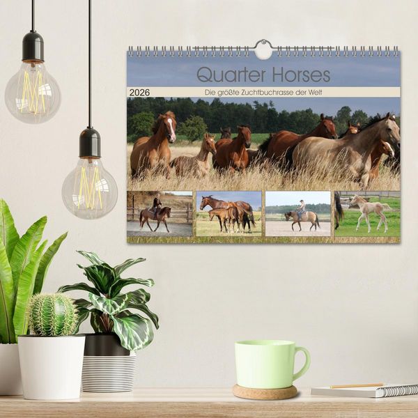 Produktbild: Quarter Horses - Die gr&ouml;&szlig;te Zuchtbuchrasse der Welt (Wandkalender 2026 DIN A4 quer), CALVENDO Monatskalender
