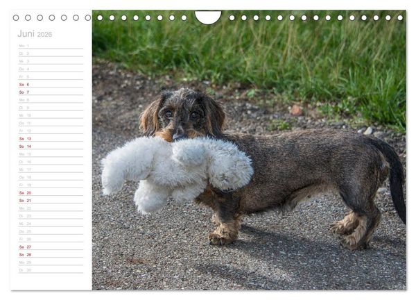 Produktbild: Rauhaardackel Motte & Friends (Wandkalender 2026 DIN A4 quer), CALVENDO Monatskalender