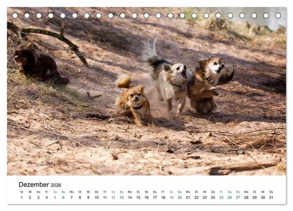 Produktbild: Chihuahuas - kleine Herzensbrecher (Tischkalender 2026 DIN A5 quer), CALVENDO Monatskalender