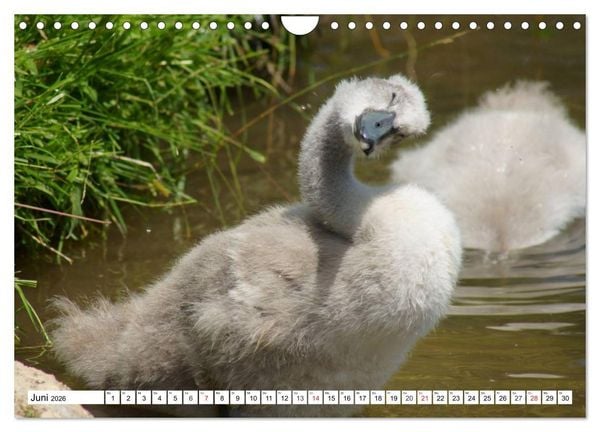 Produktbild: Elegante Schw&auml;ne (Wandkalender 2026 DIN A4 quer), CALVENDO Monatskalender