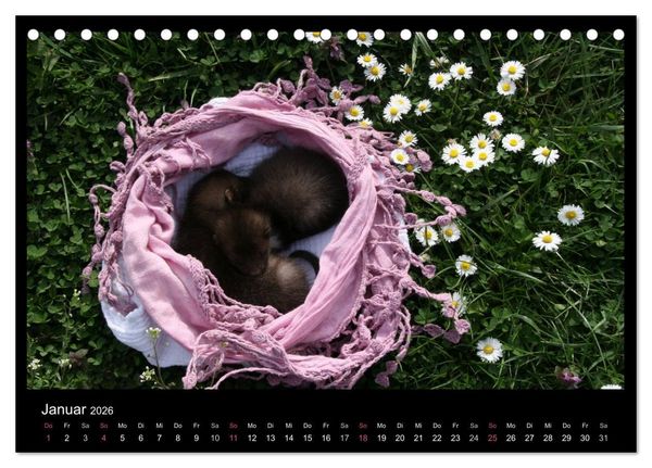 Produktbild: Marderkinder (Tischkalender 2026 DIN A5 quer), CALVENDO Monatskalender