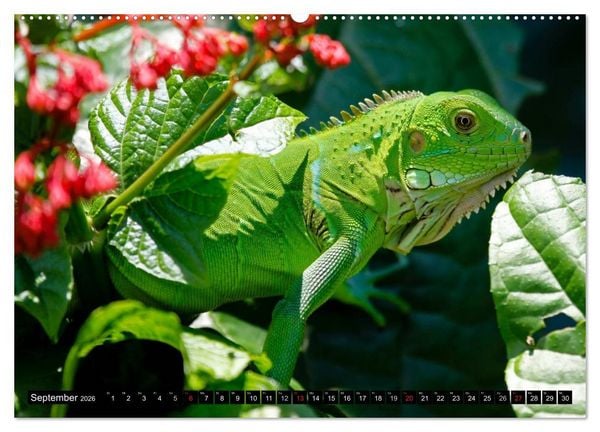 Produktbild: Regenwald &bull; Tiere im Dschungel (hochwertiger Premium Wandkalender 2026 DIN A2 quer), Kunstdruck in Hochglanz