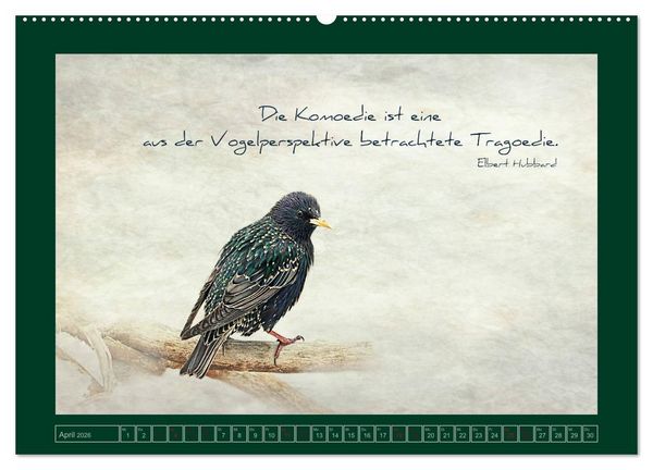 Produktbild: Stare und Weisheiten (Wandkalender 2026 DIN A2 quer), CALVENDO Monatskalender