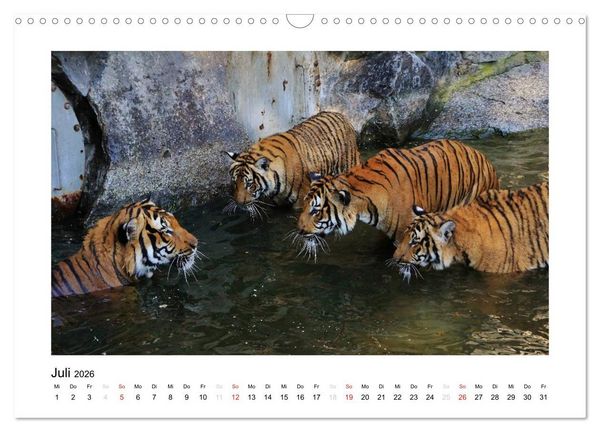 Produktbild: Tiger 2026 (Wandkalender 2026 DIN A3 quer), CALVENDO Monatskalender