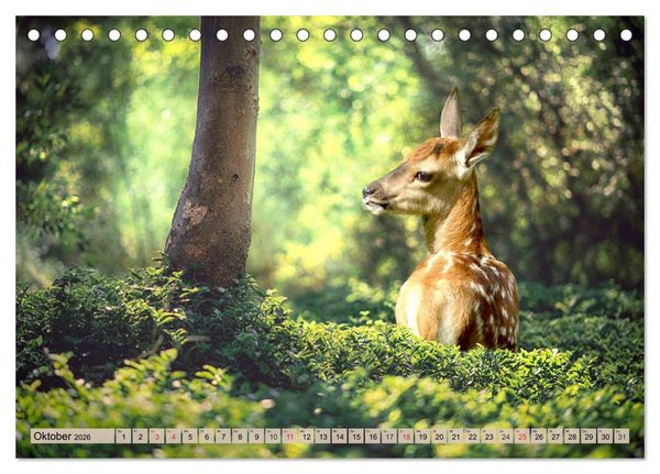 Produktbild: Leise durch den Wald. Sich Zeit nehmen und der Stille lauschen (Tischkalender 2026 DIN A5 quer), CALVENDO Monatskalender