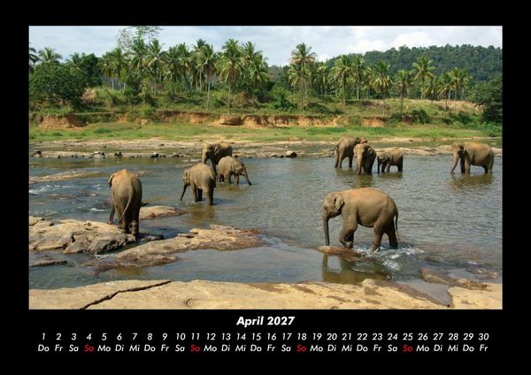 Produktbild: Elefanten 2027 Fotokalender DIN A3