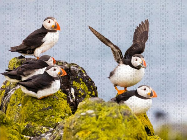 Produktbild: CALVENDO Puzzle Gruppe Papageientaucher - Fratercula arctica 1000 Teile Lege-Gr&ouml;&szlig;e 64 x 48 cm Foto-Puzzle Bild von Janita Webeler