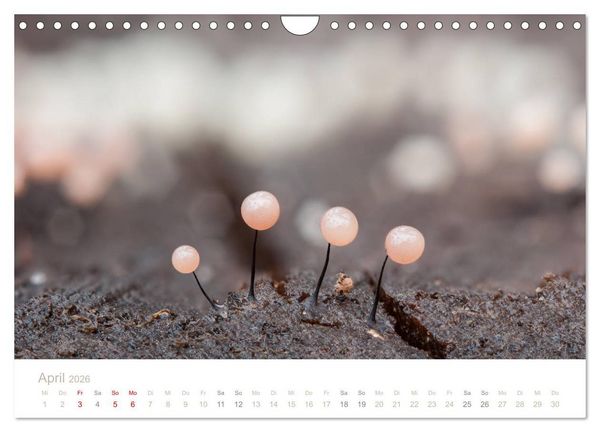 Produktbild: FASZINATION PILZE 2026 (Wandkalender 2026 DIN A4 quer), CALVENDO Monatskalender