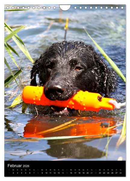 Produktbild: Curly Coated Retriever 2026 (Wandkalender 2026 DIN A4 hoch), CALVENDO Monatskalender