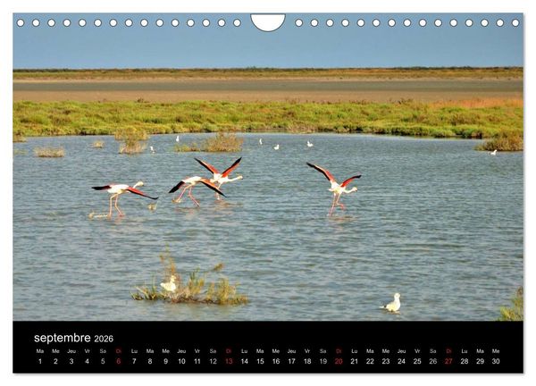 Produktbild: Camargue Entre mer et nature (Calendrier mural 2026 DIN A4 vertical), CALVENDO calendrier mensuel