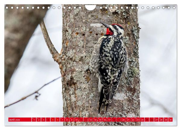 Produktbild: LA FOR&Ecirc;T DES PICS (Calendrier mural 2026 DIN A4 vertical), CALVENDO calendrier mensuel