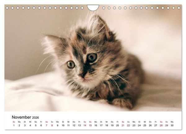 Produktbild: Katzenbabys (Wandkalender 2026 DIN A4 quer), CALVENDO Monatskalender