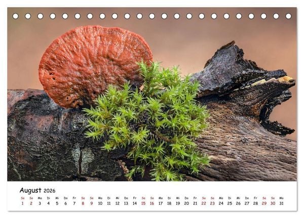 Produktbild: Pilzgalerie - Die bunte Welt der Baumpilze (Tischkalender 2026 DIN A5 quer), CALVENDO Monatskalender